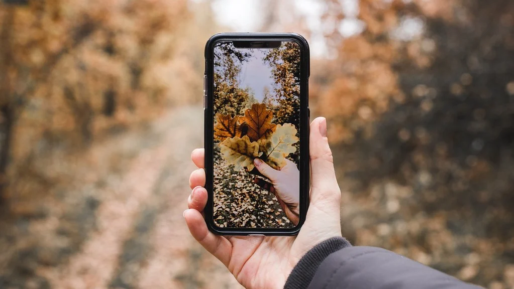 Person holding a smartphone camera while photographing autumn leaves